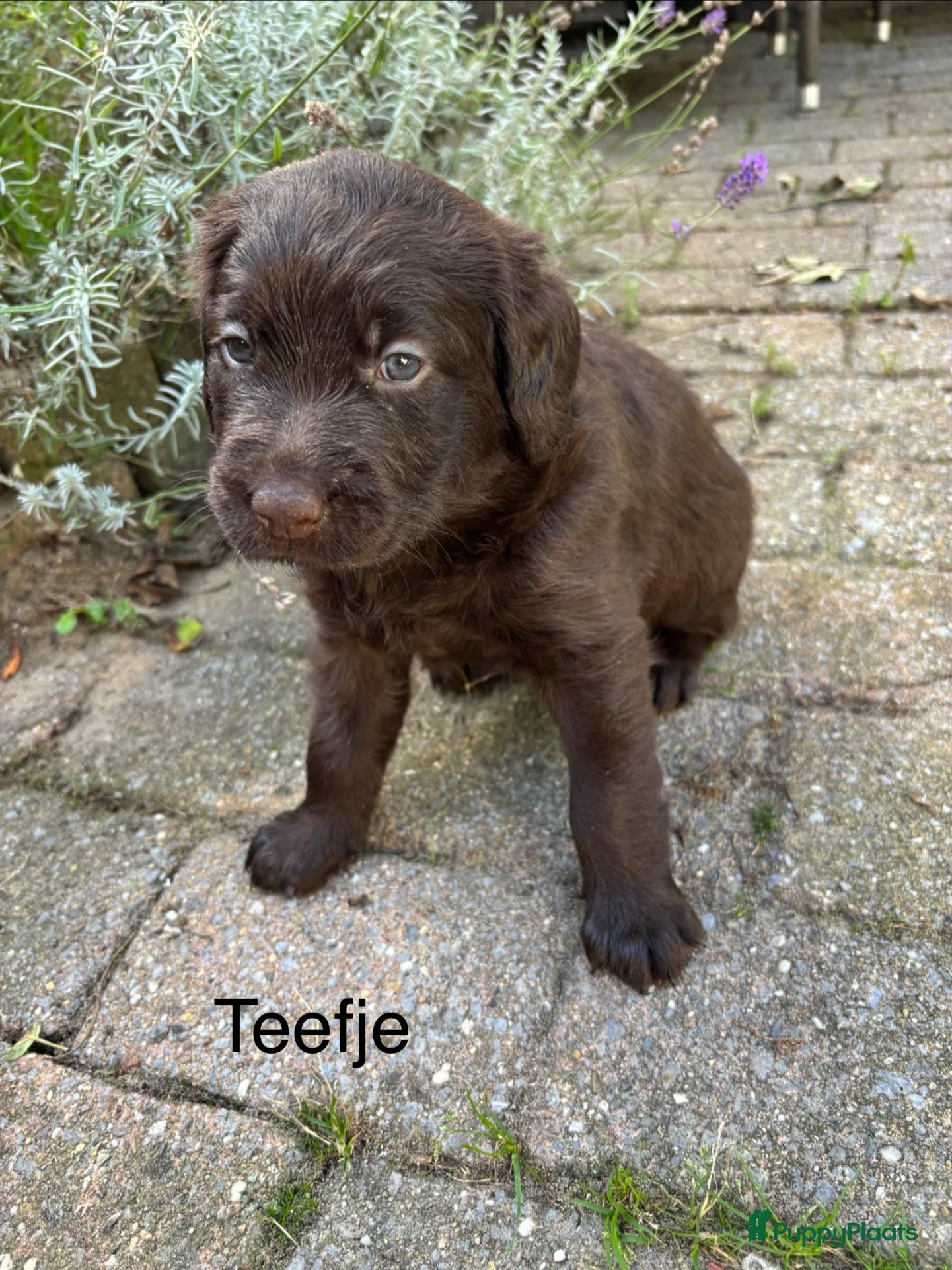 Labradoodle honden Prachtige chocoladebruine Labradoodle F1 pups  - Advertentie 3