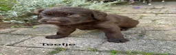 Labradoodle honden te koop: Prachtige chocoladebruine Labradoodle F1 pups  - Advertentie 1