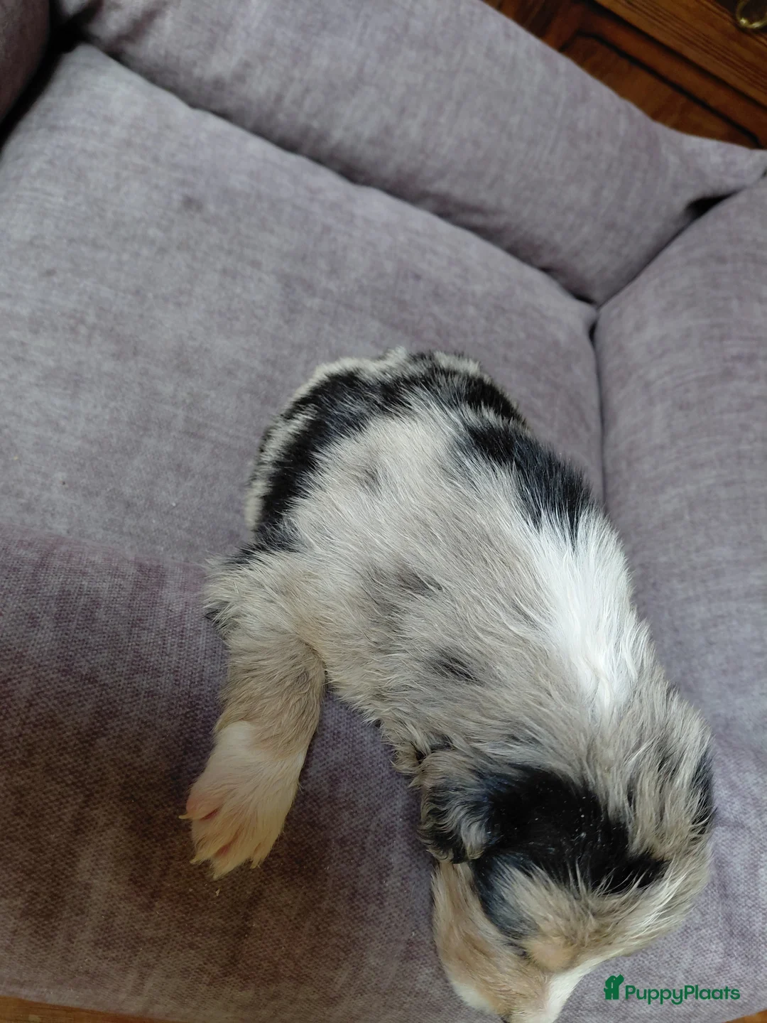 Border Collie honden te koop: Bordercollie pups  - Advertentie 7