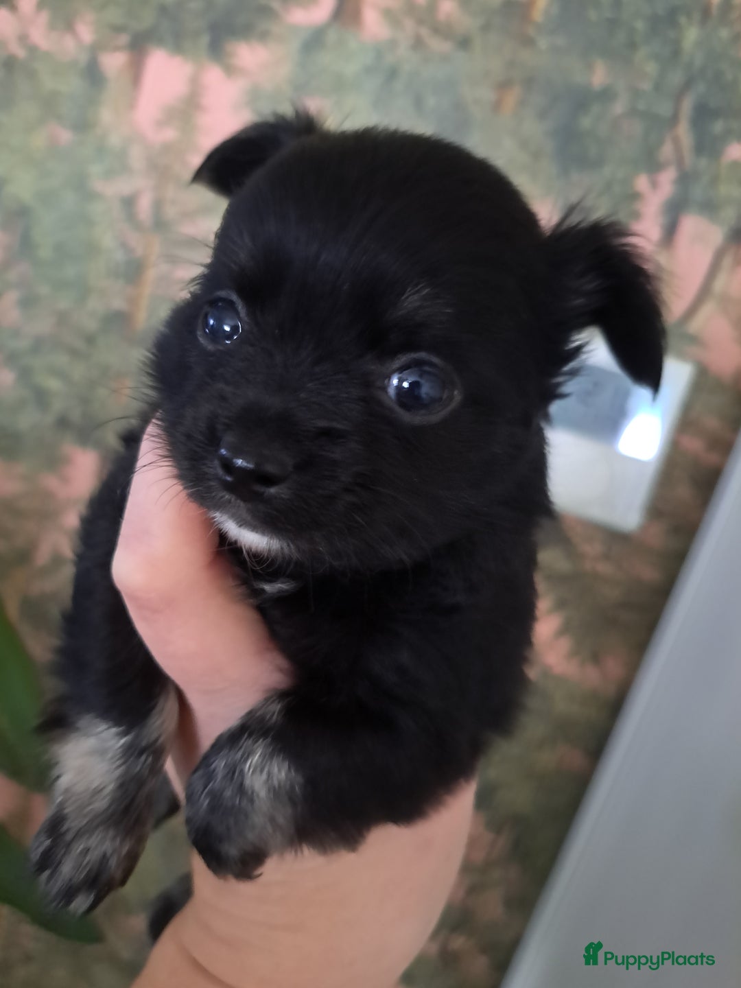 Chihuahua honden te koop: Superleuk nestje chihuahua pupjes van 3 - Advertentie 3