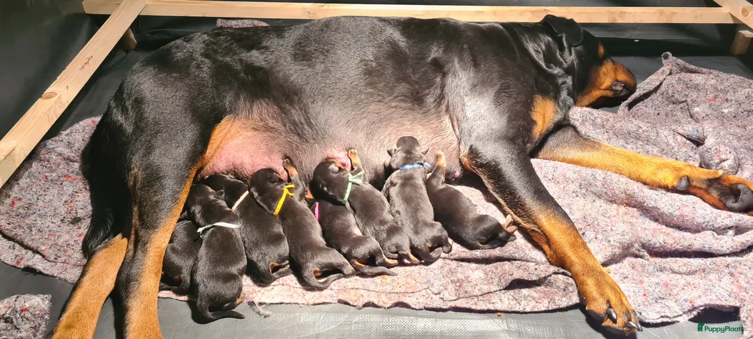 Rottweiler honden te koop: Rottweiler puppies te reserveren voor koop - Advertentie 1