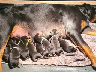 Rottweiler honden Rottweiler puppies te reserveren voor koop - Advertentie 2