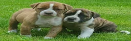 Amerikaanse Bulldog honden te koop: Mooie en gezonde Amerikaanse bulldog pups - Advertentie 1