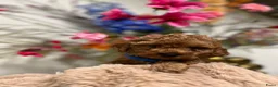 Poedel Toy honden te koop: toypoedel  - Advertentie 3