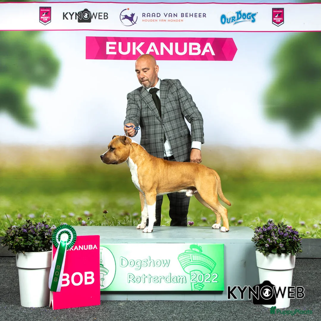 Galerij afbeelding {{count}}