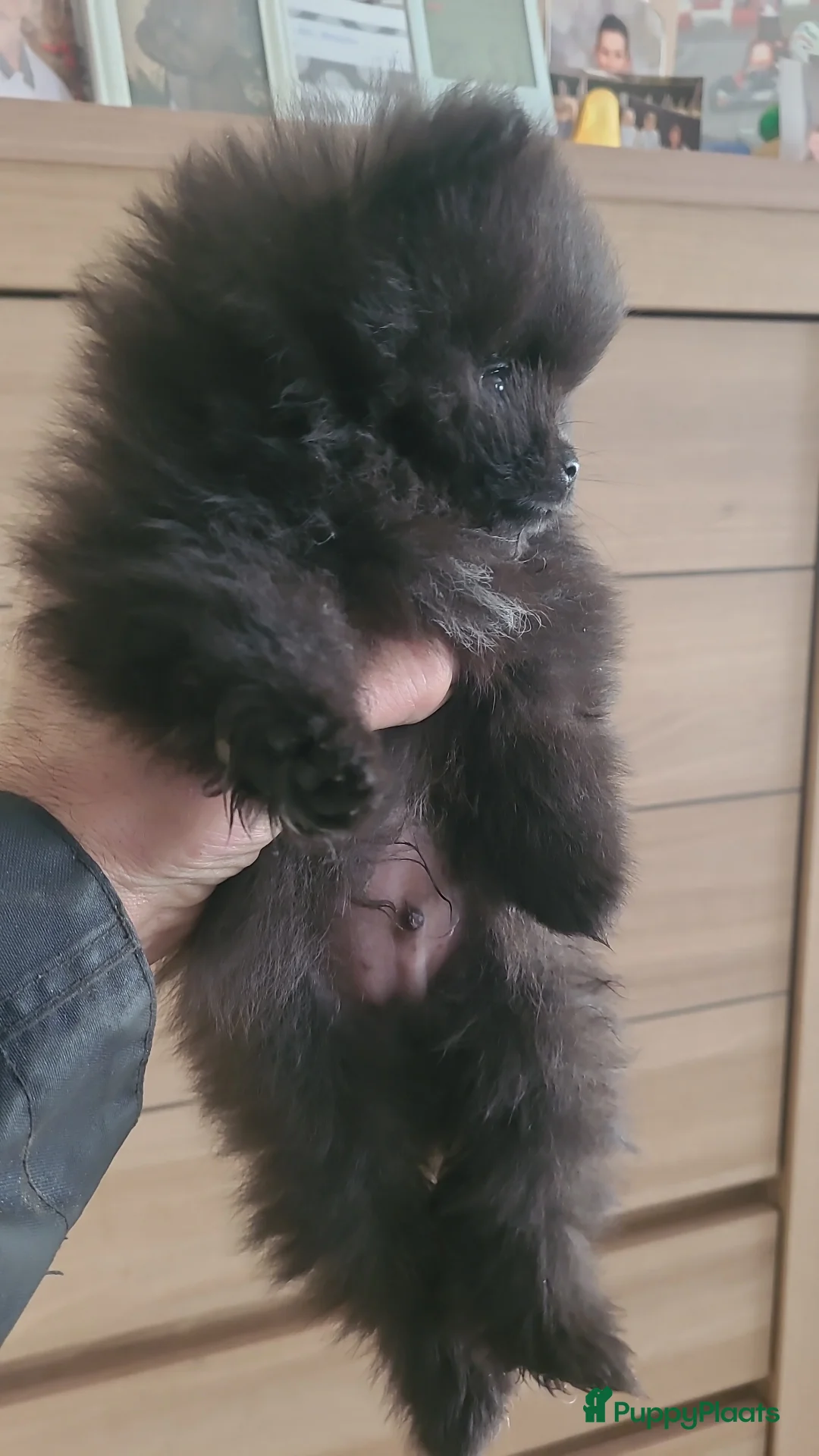 Pomeriaan honden te koop: Pomeranian pups - Advertentie 3