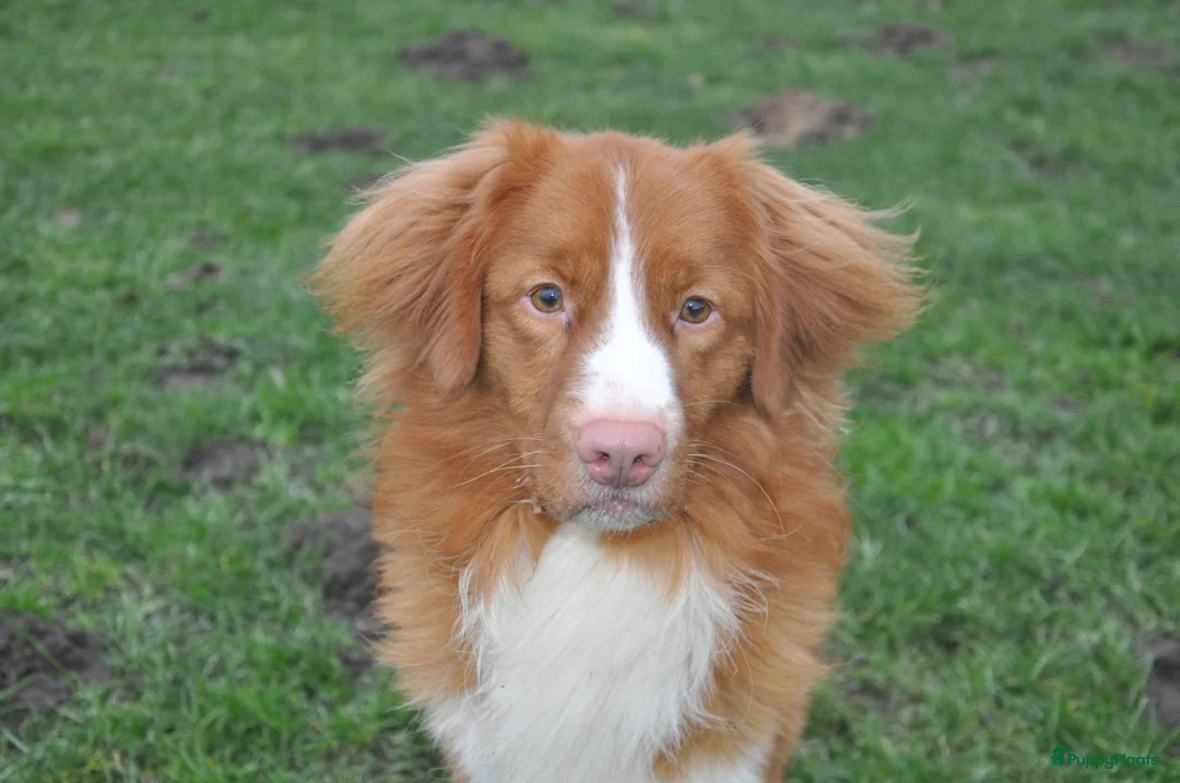 Nova Scotia Duck Tolling Retriever honden te koop: Nova Scotia Duck Tolling Retriever pups # Toller - Advertentie 31