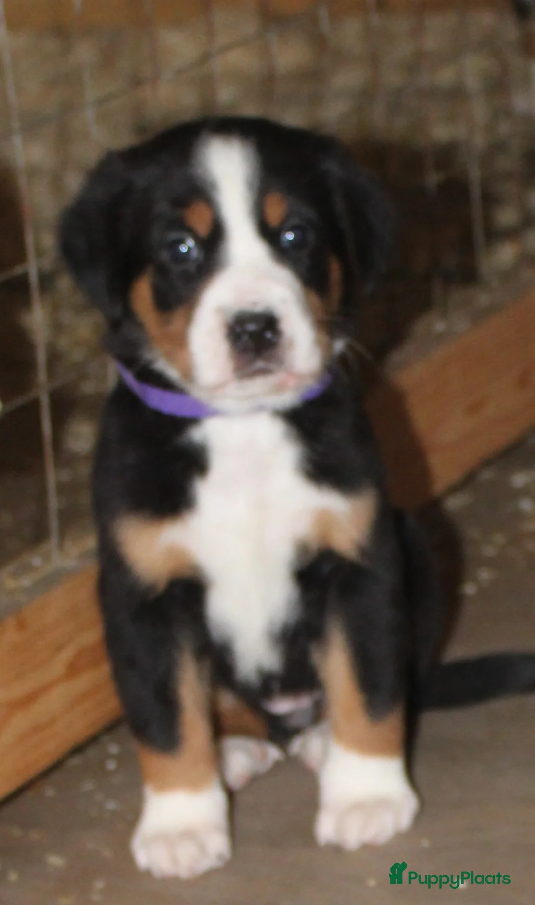 Grote Zwitserse Sennenhond honden te koop: Super leuke grote Zwitserse Sennen pups - Advertentie 3