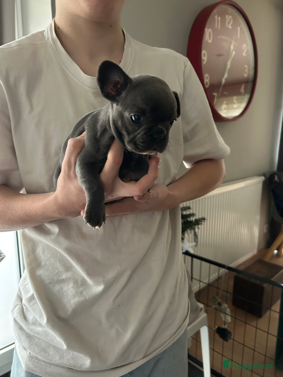 Franse Bulldog honden te koop: Franse bulldog puppy’s  - Advertentie 11