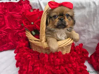 Pekingees honden Heel mooi Pekinees reutje - Advertentie 5