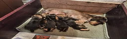 Dwergteckel honden te koop: Ruwharig dwergteckel pups - Advertentie 2
