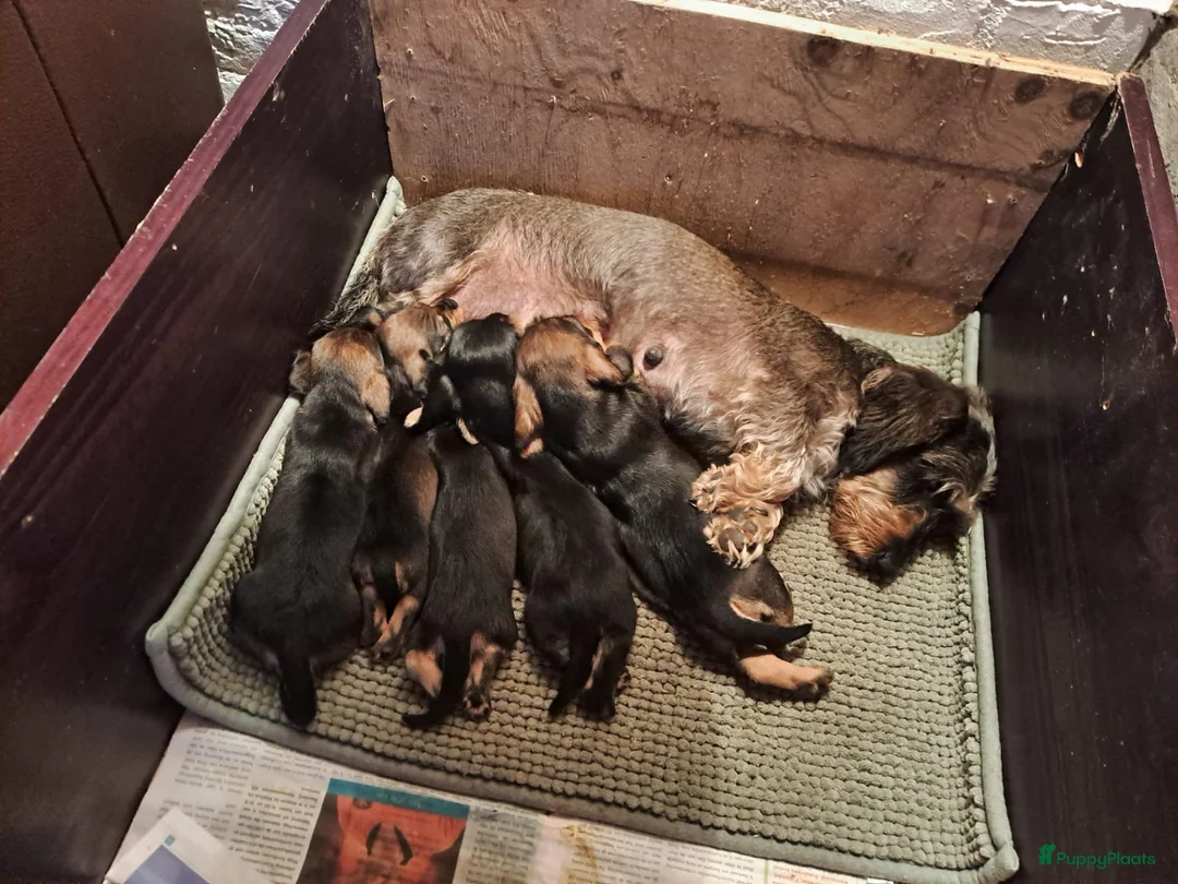 Dwergteckel honden te koop: Ruwharig dwergteckel pups - Advertentie 2