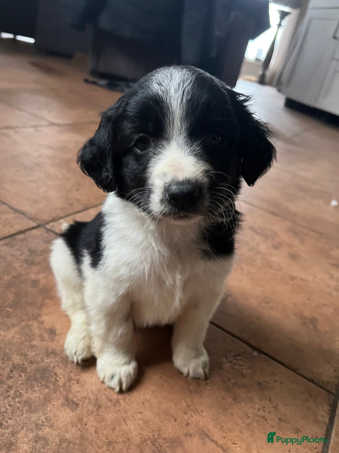 Kruising honden te koop: Super lieve kruising Markiesje pups! - Advertentie 6