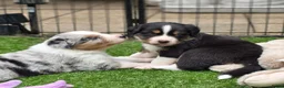 Australian Shepherd honden te koop: Prachtige Australian Shepherd puppy's geboren! - Advertentie 15