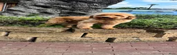 Goldendoodle honden te koop: Prachtige Goldendoodle pups - Advertentie 10