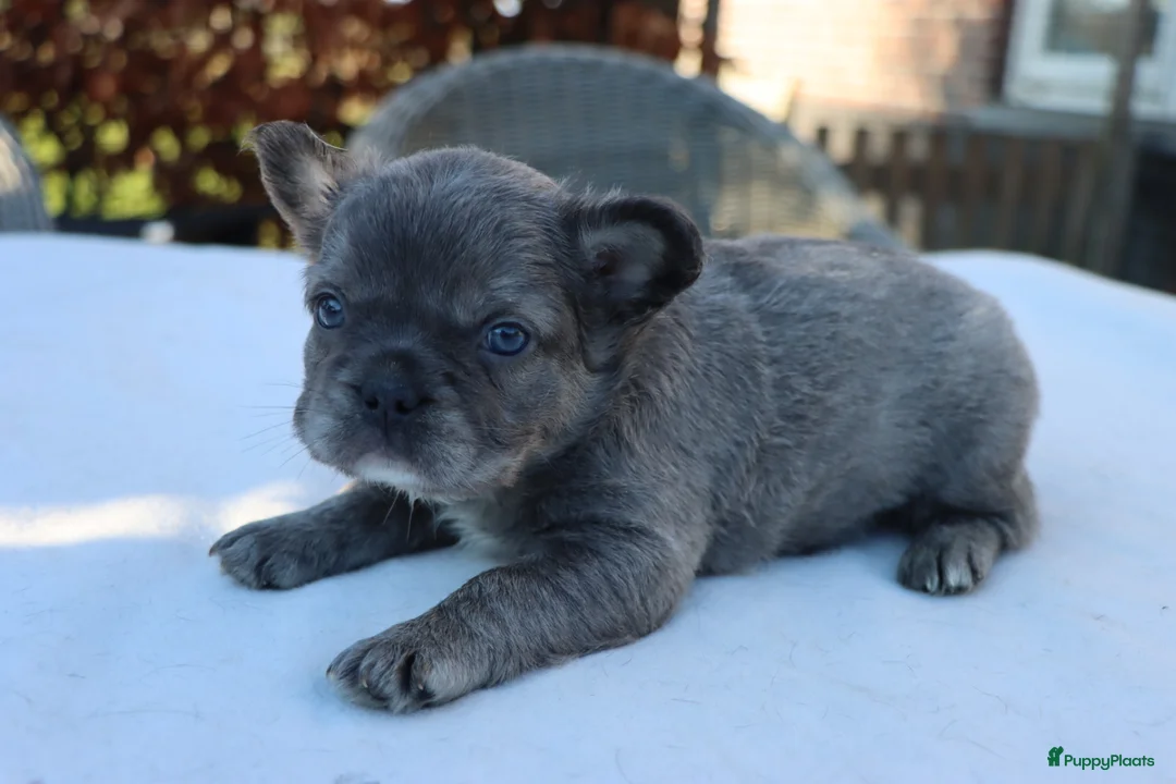 Franse Bulldog honden te koop: Uniek mooi bluetan atypical merle fluffy reutje. - Advertentie 3