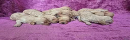 Cockapoo honden te koop: Cockapoo pupjes kleine maat - Advertentie 1