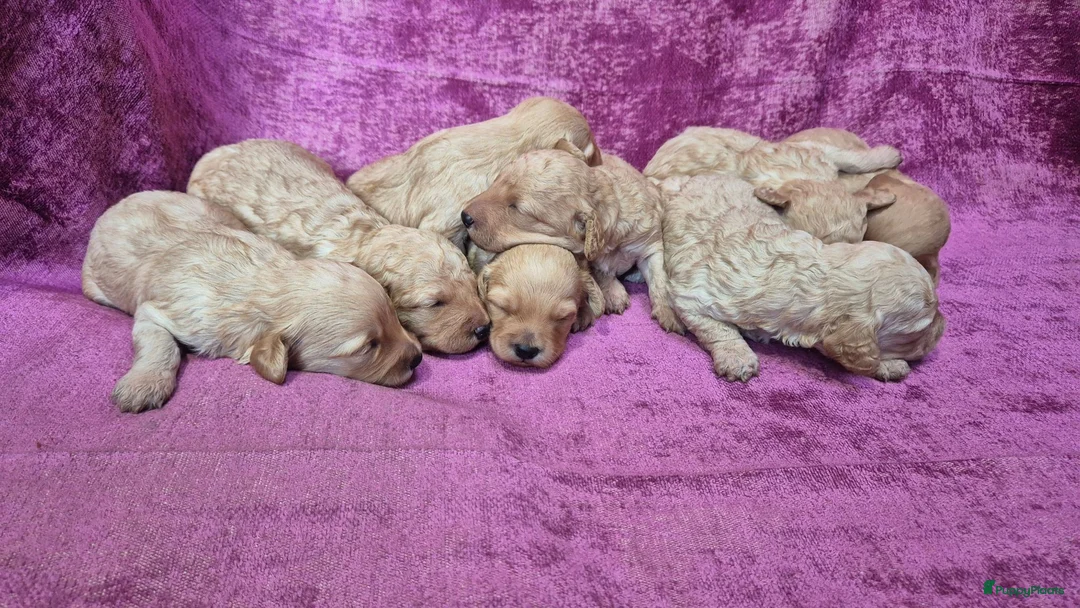 Cockapoo honden te koop: Cockapoo pupjes kleine maat - Advertentie 1
