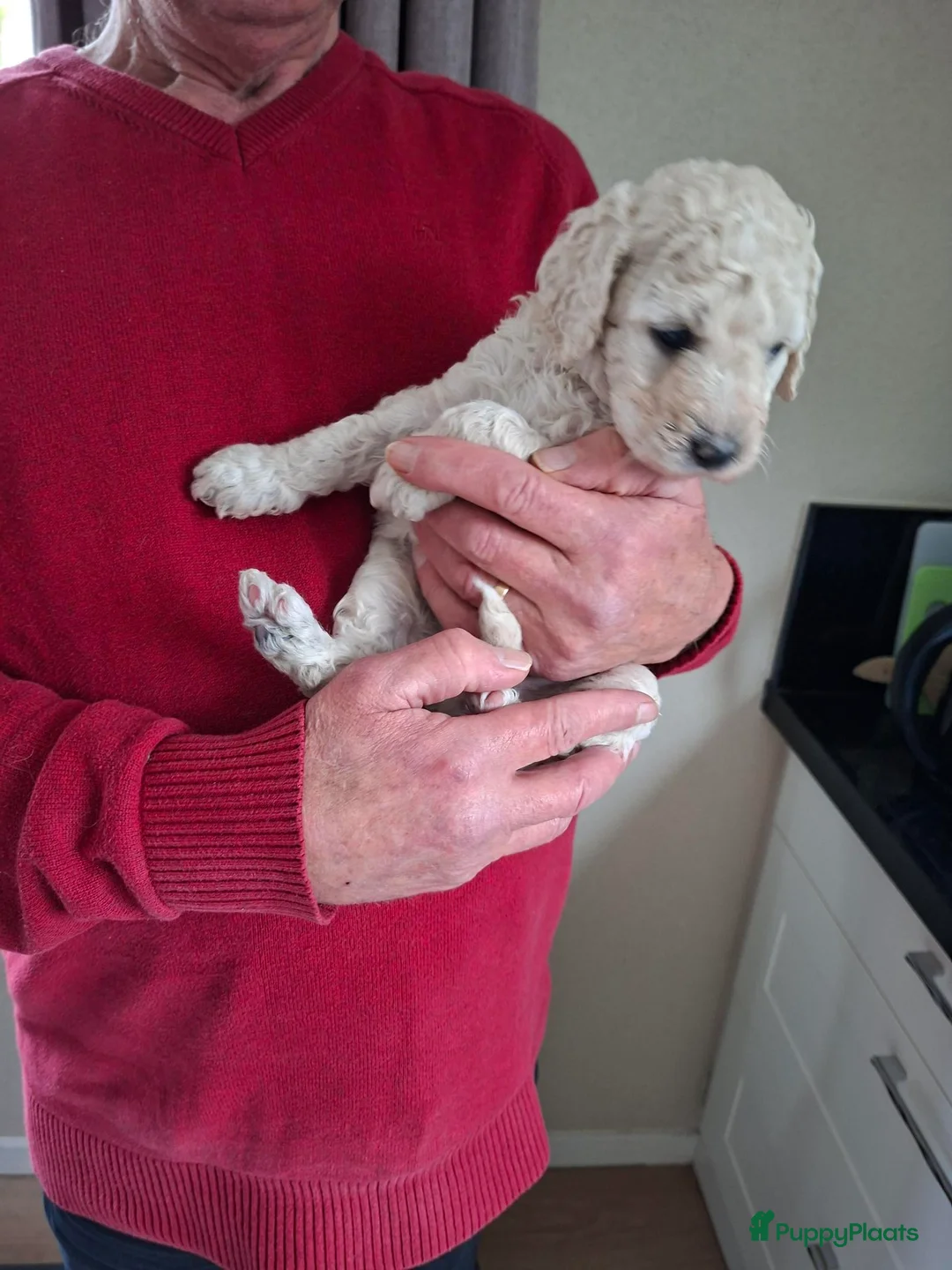 Labradoodle honden te koop: Labradoodle pups medium - Advertentie 10