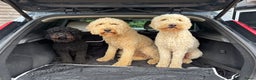 Labradoodle honden te koop: Labradoodle pups - Advertentie 2