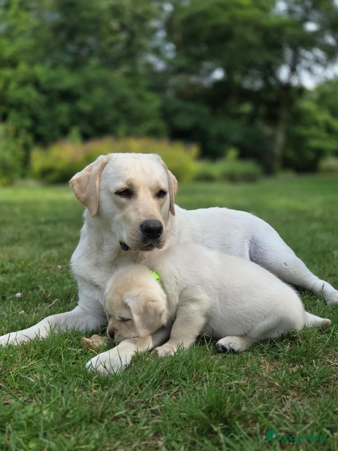 Labrador Retriever honden te koop: Alles gereserveerd - Advertentie 11