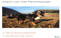 Berner Sennenhond honden te koop: Berner Sennen x Appenzeller pups te koop - Afbeelding 17