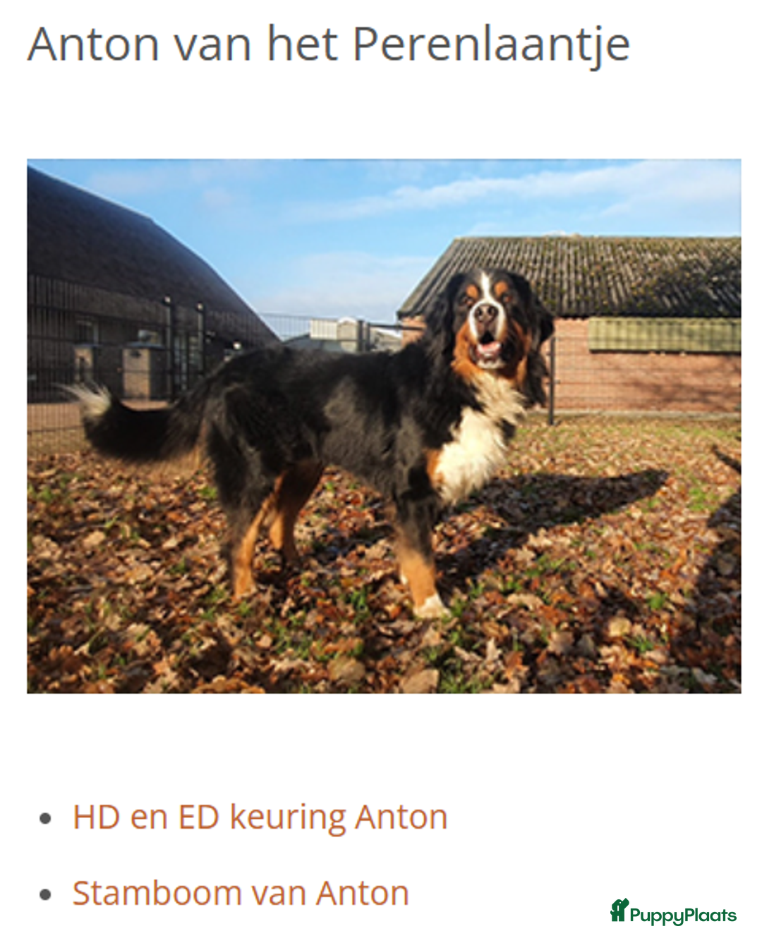 Berner Sennenhond honden te koop: Berner Sennen x Appenzeller pups te koop - Afbeelding 17