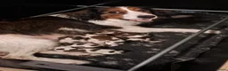 Kooikerhondje honden te koop: Kooiker pups met stamboom - Advertentie 15