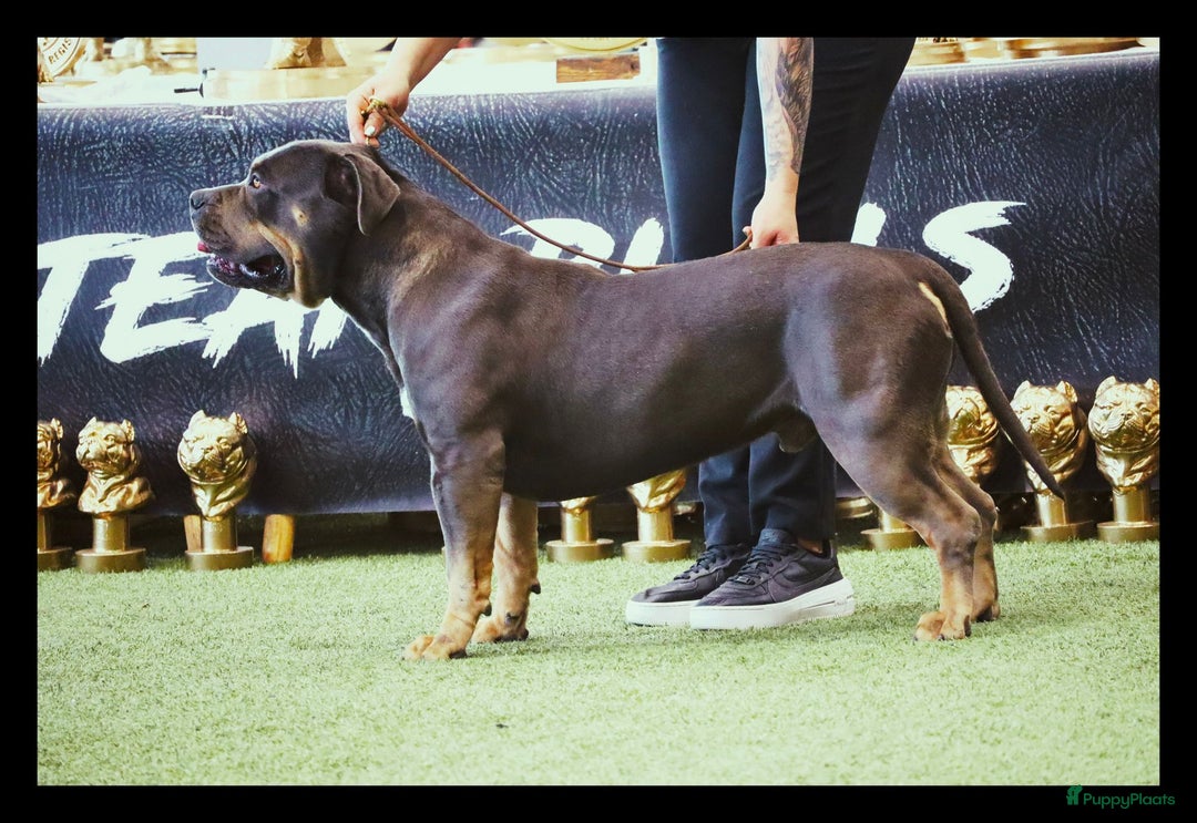 Amerikaanse Bully honden te koop: Laatste american bully XL teefje  - Afbeelding 15