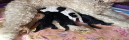Australian Labradoodle honden te koop: 5 lieve pups uit 2e nestje van Bonnie en Cooper - Advertentie 7