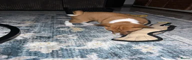 Basenji Puppy 3
