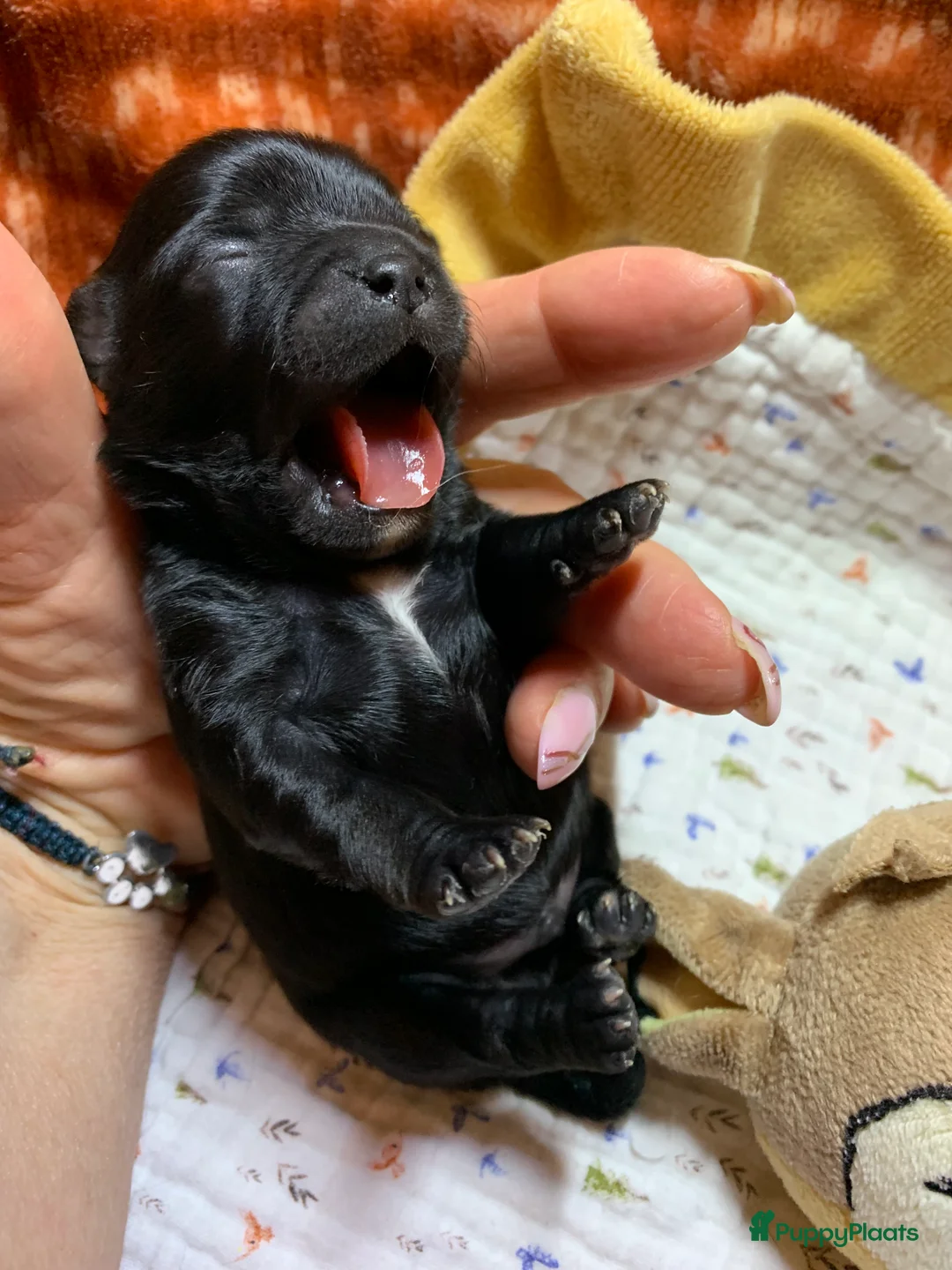 Chihuahua honden te koop: Chihuahua - Advertentie 6