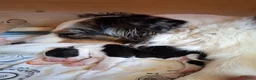 Australian Shepherd honden te koop: Stamboom pups geboren!  - Advertentie 12