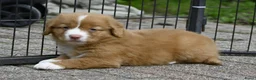 Nova Scotia Duck Tolling Retriever honden te koop: Nova Scotia Duck Tolling Retriever pups # Toller - Advertentie 6