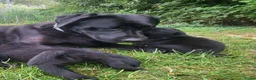 Labrador Retriever honden te koop: Prachtig nest zwarte Labrador pups - Advertentie 5
