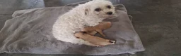 Maltipoo honden te koop: Maltipoo pups. Super mini - Advertentie 14