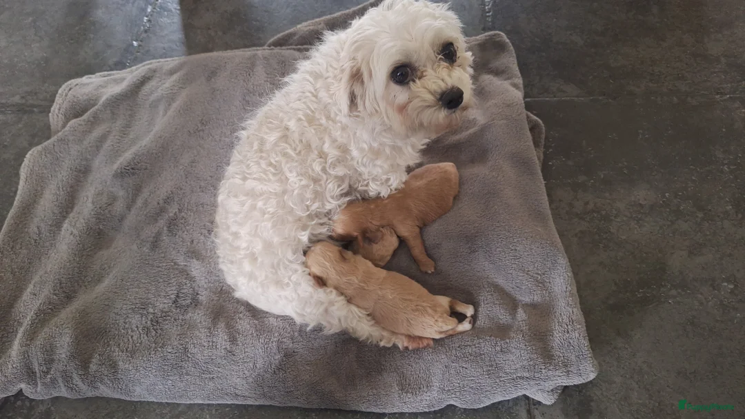 Maltipoo honden te koop: Maltipoo pups. Super mini - Advertentie 14