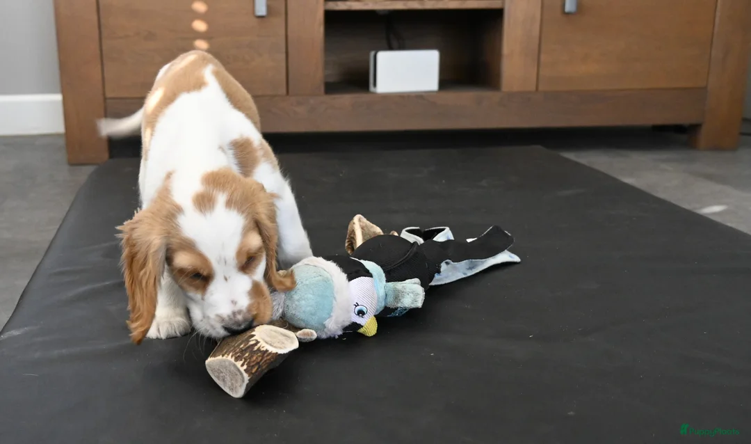 Engelse Cocker Spaniel honden te koop: Speelse Engelse Cocker Spaniel pup - Advertentie 3