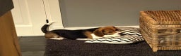 Beagle honden te koop: Beagle pup teef  - Advertentie 5