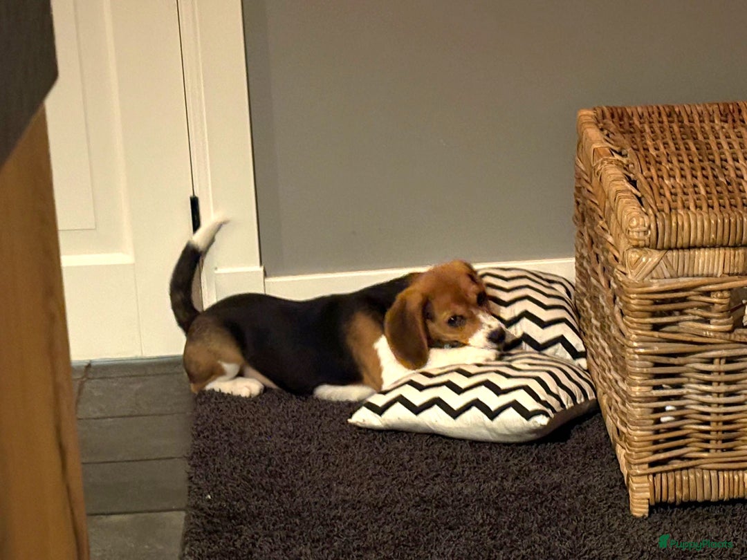 Beagle honden te koop: Beagle pup teef  - Advertentie 5