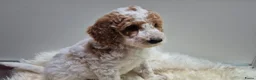 Cockapoo honden te koop: Cockapoo teefje en reutje - Advertentie 9