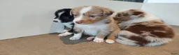 Australian Shepherd honden te koop: 🐾 Warme thuis voor Australian Shepherd pups 🐾 - Advertentie 1