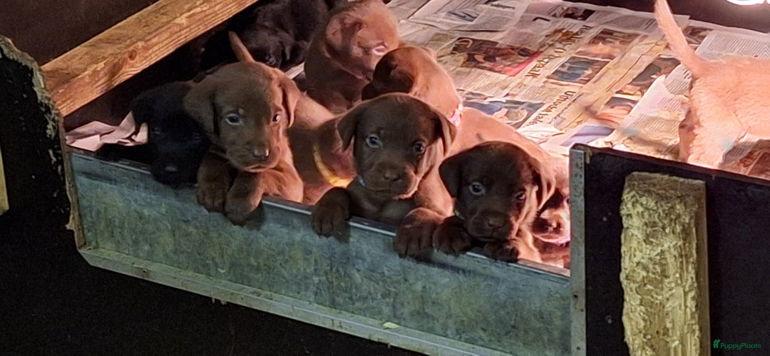 Labrador Retriever honden te koop: Raszuiver labrador pups mogen naar nieuw huisje  - Advertentie 6