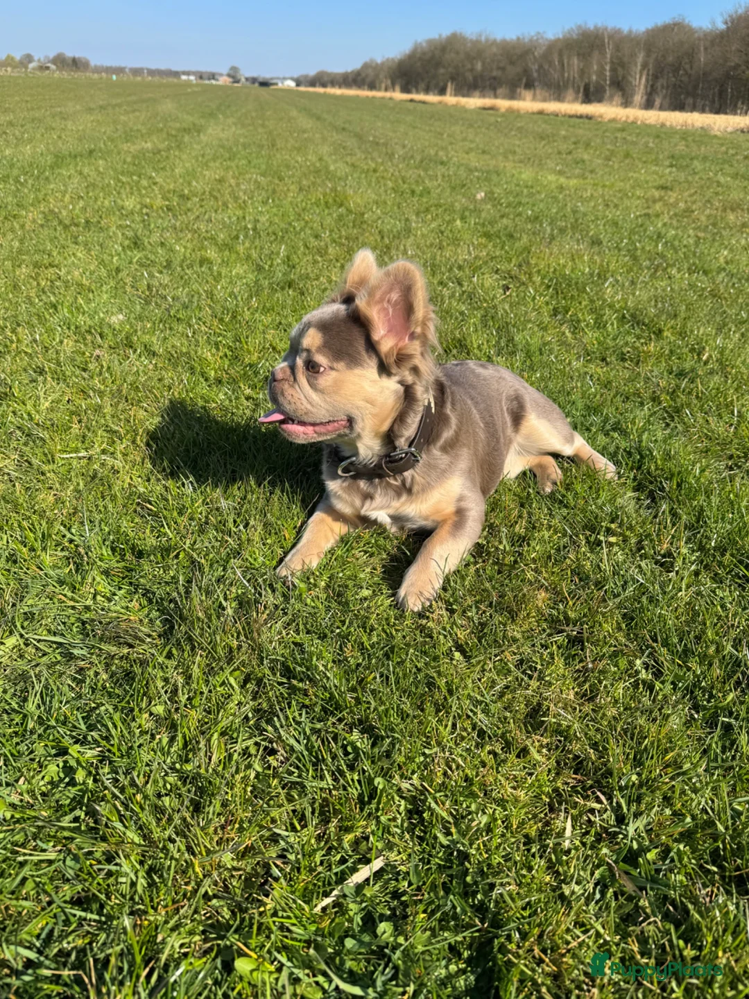 Franse Bulldog honden te koop: Fluffy Franse bulldog fluffy frenchie - Advertentie 1