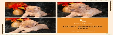 Licht abrikoos teef