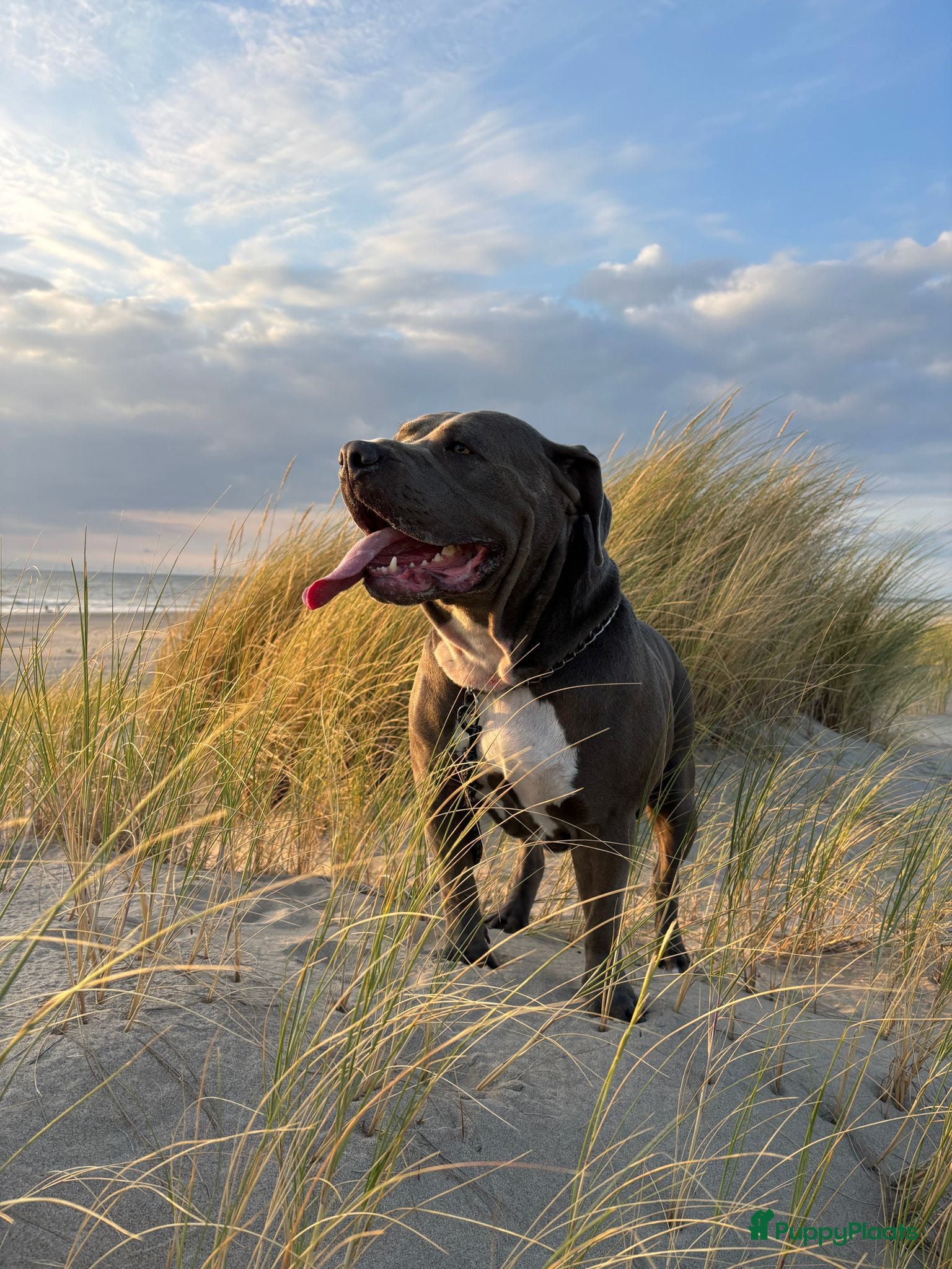Amerikaanse Bully honden Mooie pups  - Advertentie 2