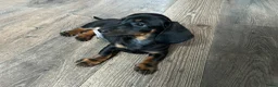 Teckel (korthaar)  honden te koop: Nog drie teckel reutjes  - Advertentie 7