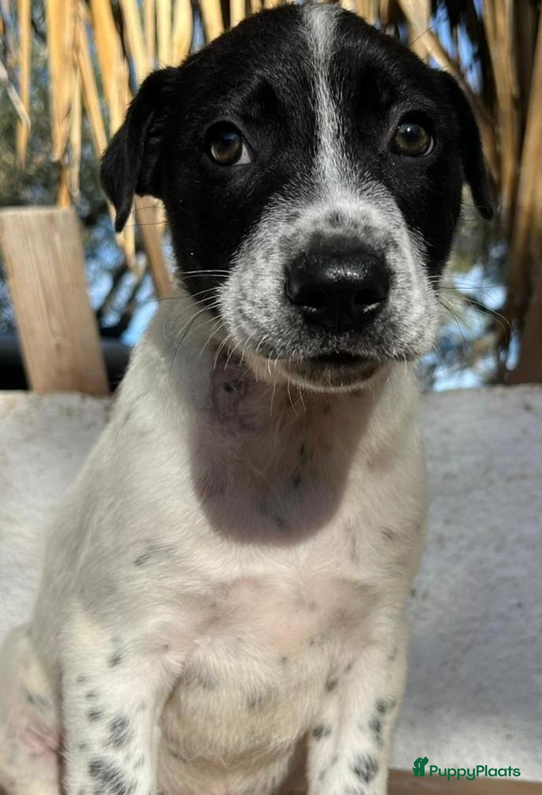 Kruising honden ter adoptie: gerit wil heel graag een warme mand!  - Advertentie 7