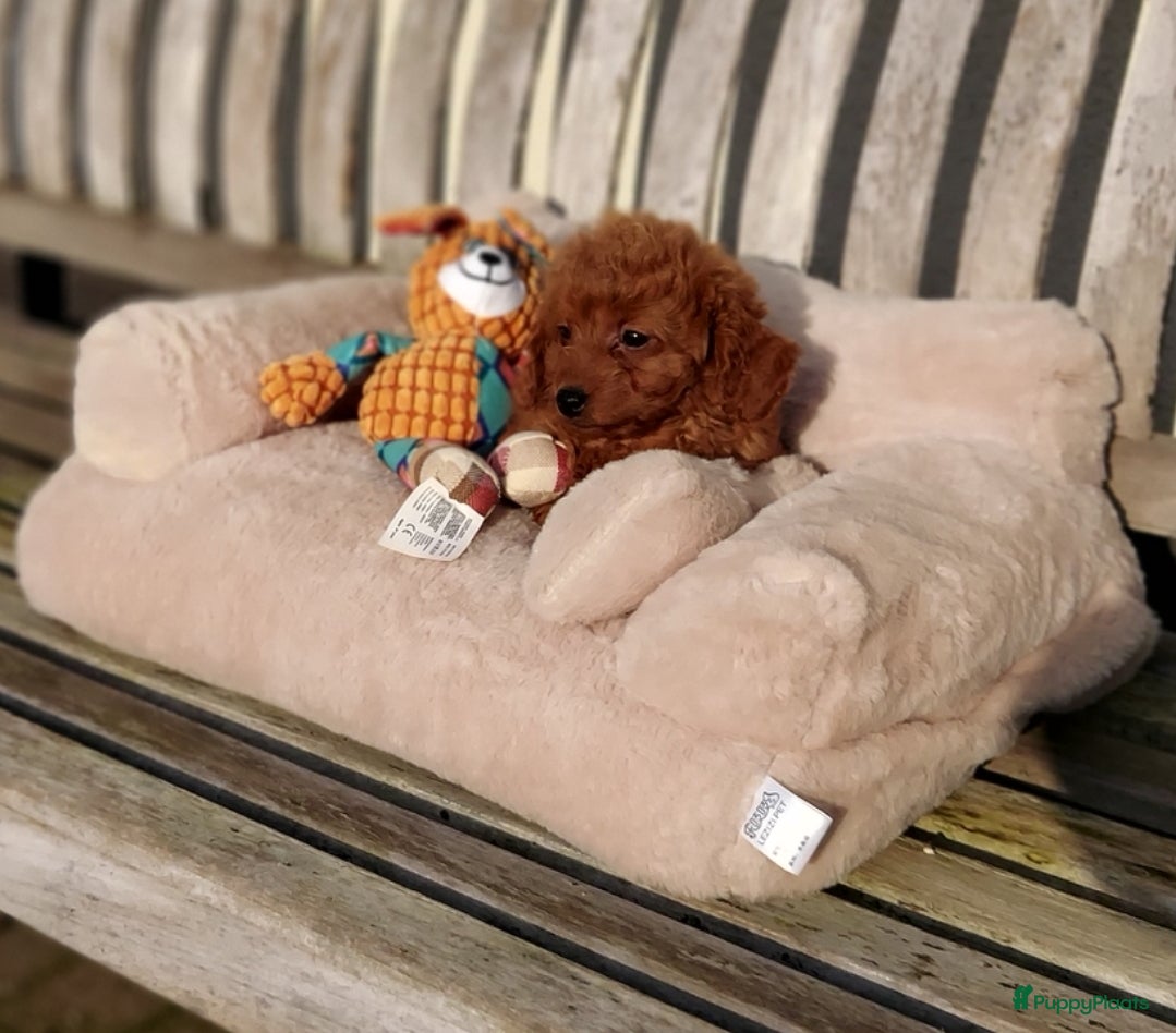 Maltipoo honden Maltipoo Reutje - Advertentie 2