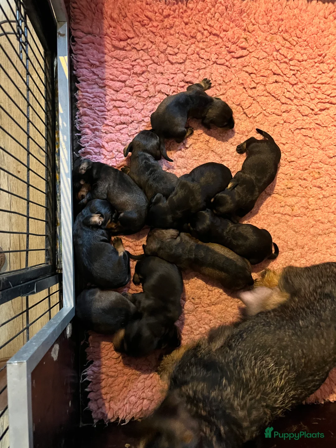 Ruwhaar Teckel honden te koop: Prachtige ruwhaar standaard pups  - Advertentie 3